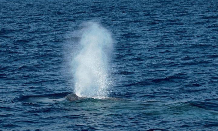 Spinner Dolphins in Mirissa – Whale Watching Mirissa Sri Lanka
