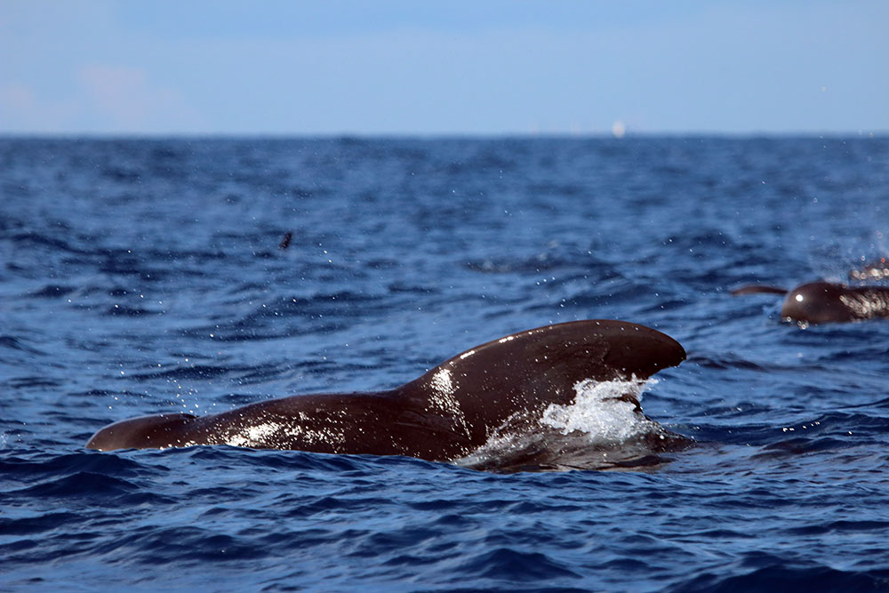 Killer Whale (Orca) at Sea – Whale Watching Mirissa Sri Lanka